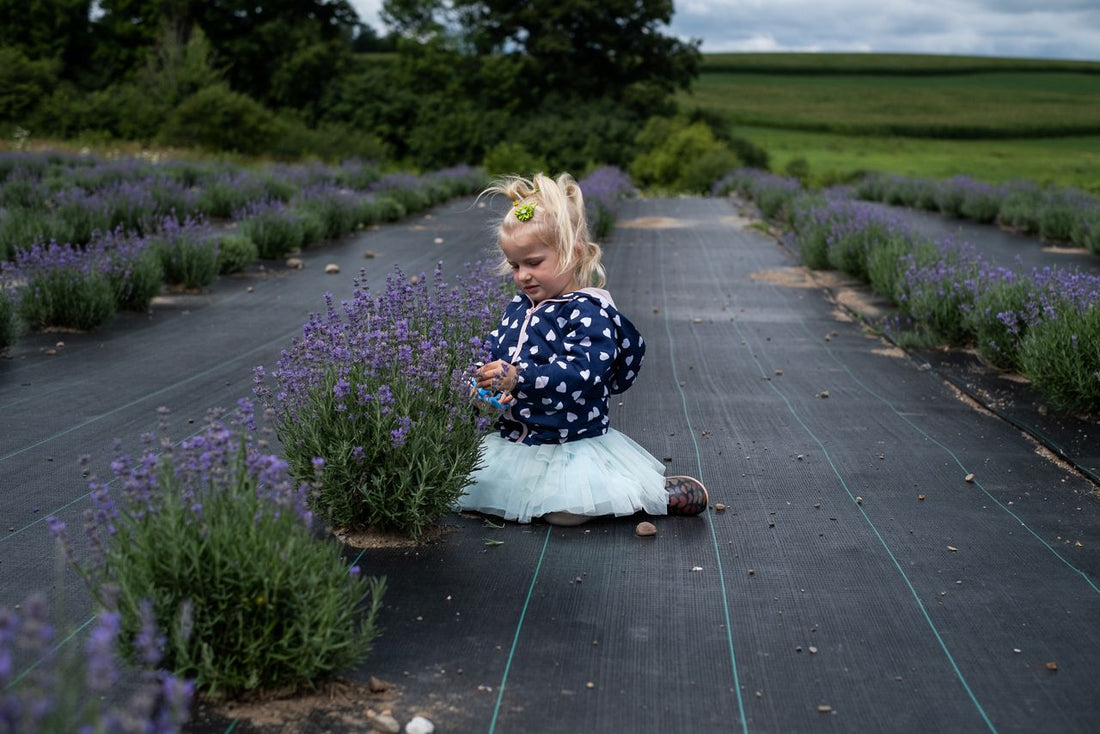 U Pick Lavender at Farmstead 1868