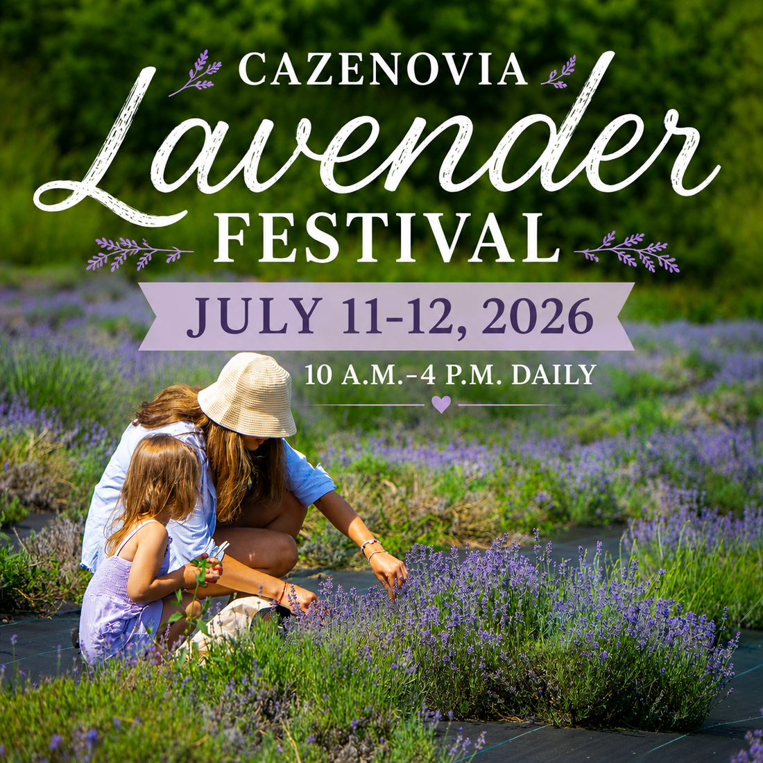 Cazenovia NY Lavender Festival