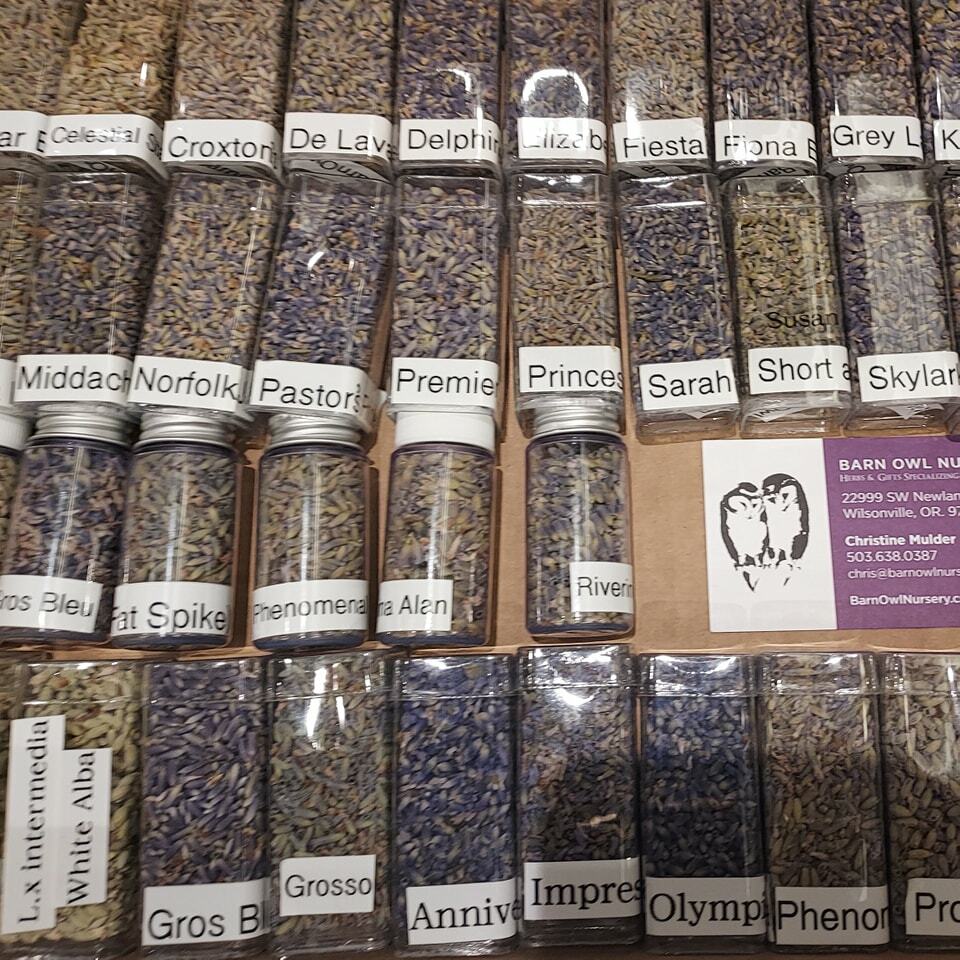 Let’s Talk about Culinary Lavender